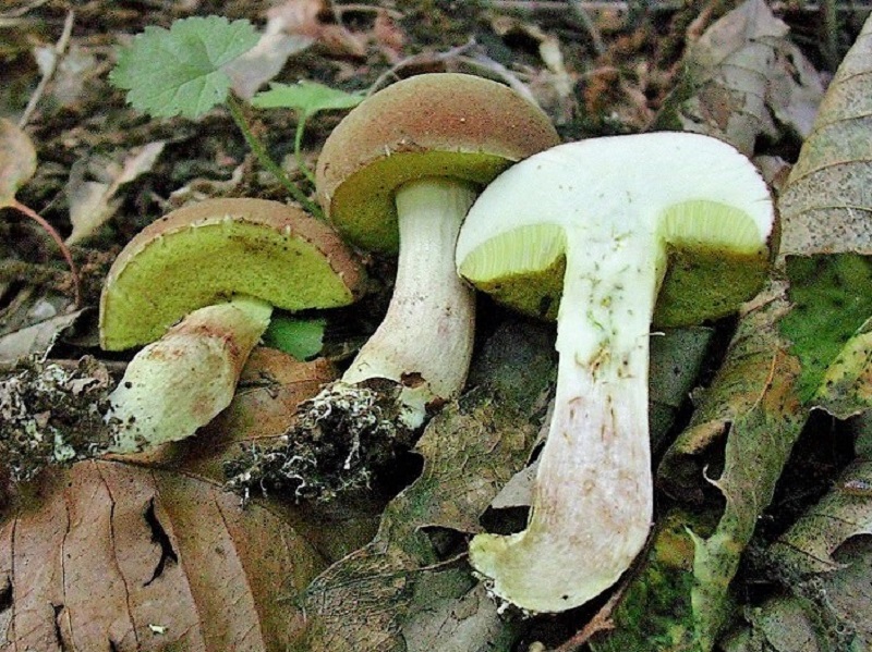 406  Agosto vecchio ritrovamento